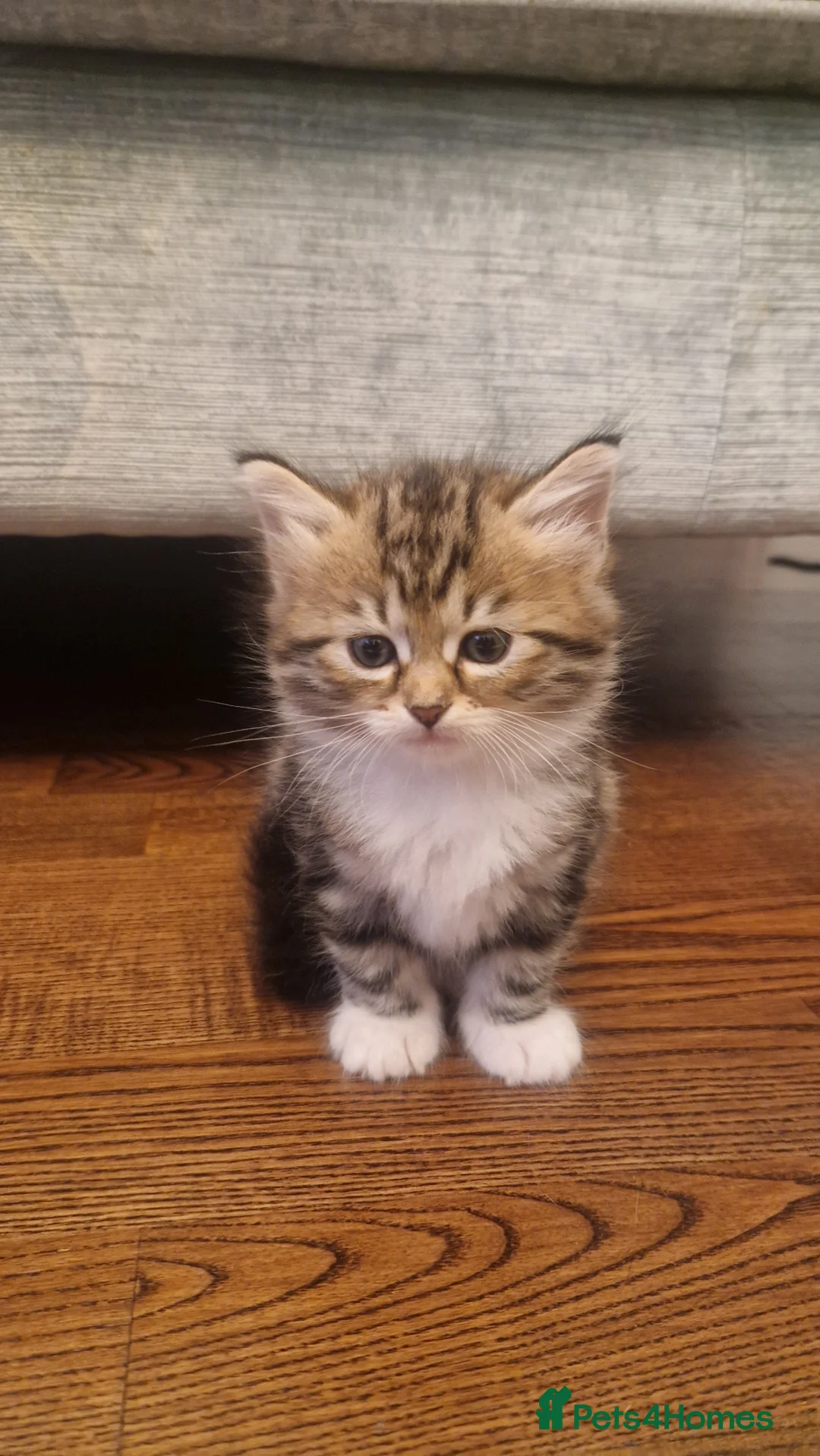 Siberian cats for sale: Adorable siberian kittens - Advert 7