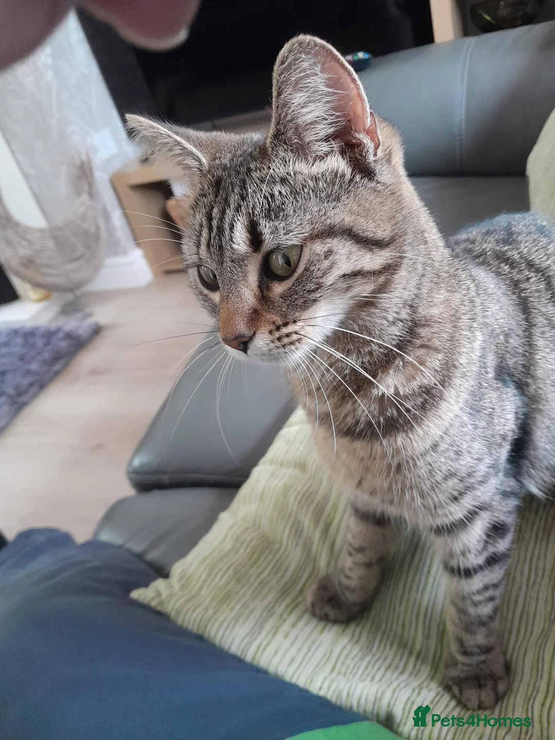 Mixed Breed cats for sale: 2 year old cat needs rehoming  - Advert 2