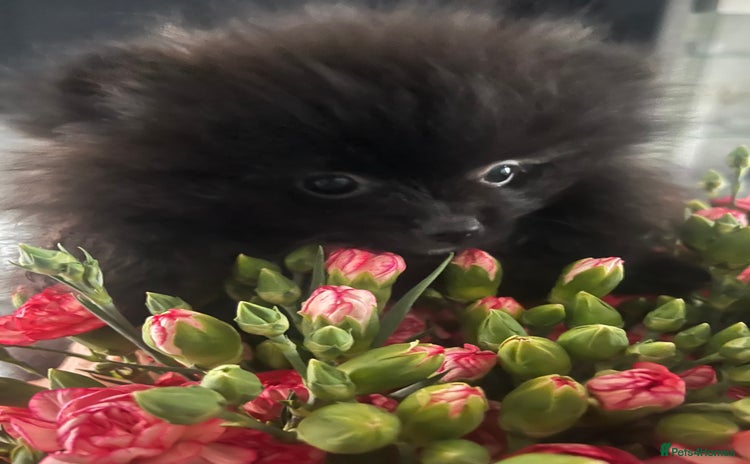 Pomeranian dogs - Advert 16