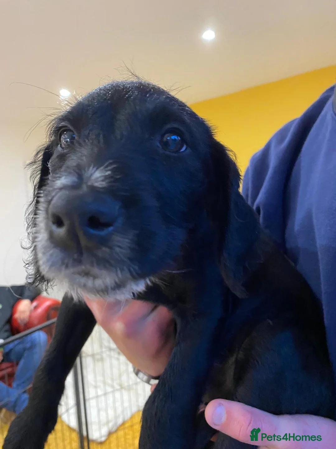 Mixed Breed dogs for sale: lab pups in Christchurch - Advert 2