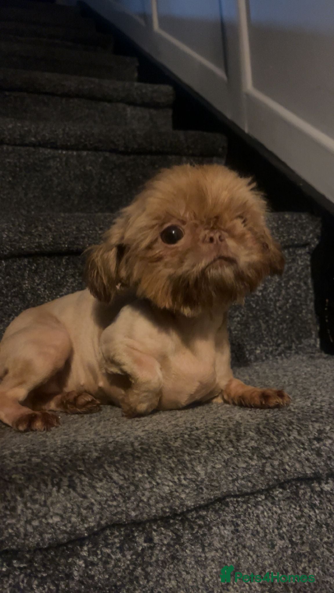 Shih Tzu dogs Kc reg Two 19 month old imperial female Shih Tzus  - Advert 1