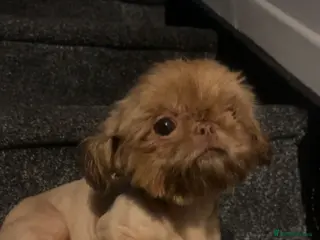 Shih Tzu dogs Kc reg Two 19 month old imperial female Shih Tzus - Advert 1