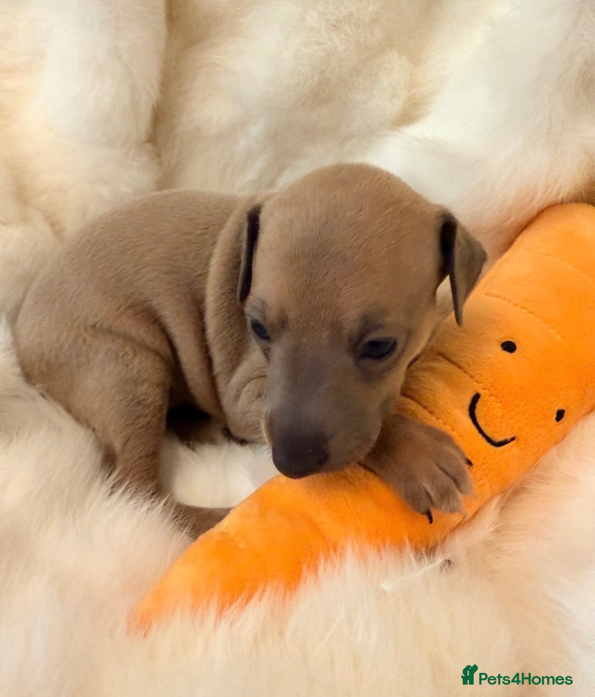 Italian Greyhound dogs *Cutest Fawn Girl Left* Exceptional 5-Gen Pedigree - Advert 1