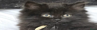 British Shorthair 4