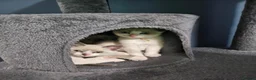 Snowshoe cats for sale: Rare pedigree snowshoe kittens - Advert 23