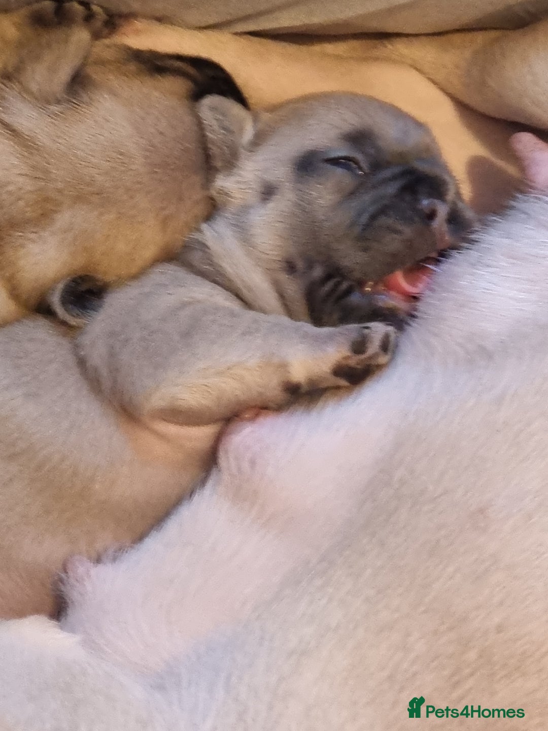 French Bulldog dogs for sale: Beautiful chunky frenchie puppies - Advert 17