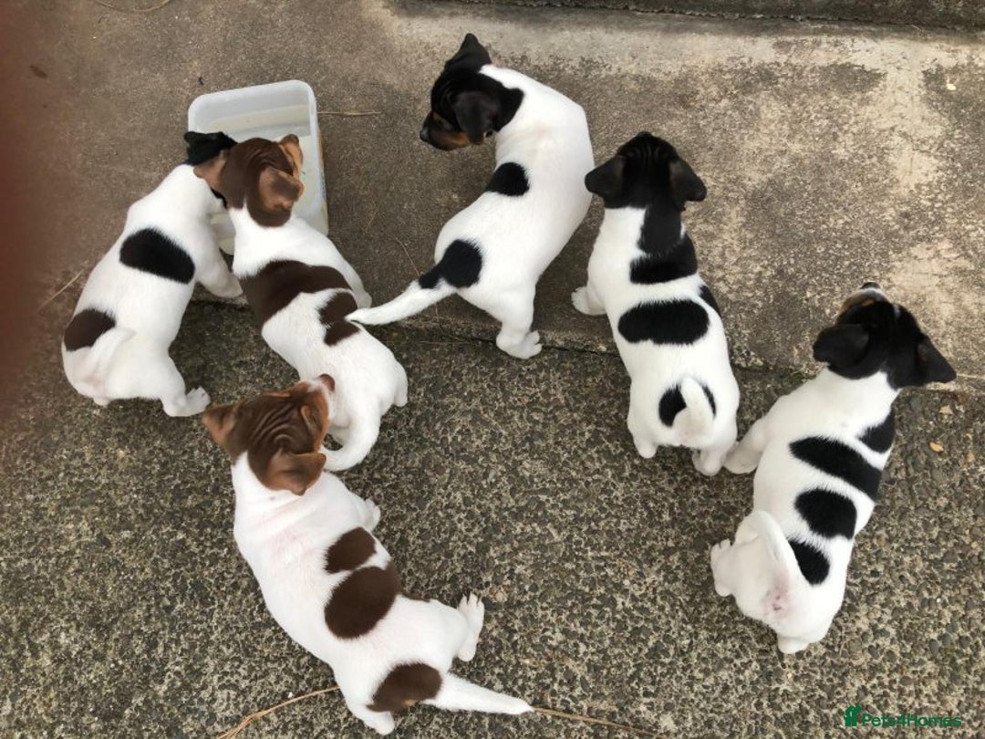 Jack Russell dogs for sale: Playful Jackrussell puppies for sale - Image 2