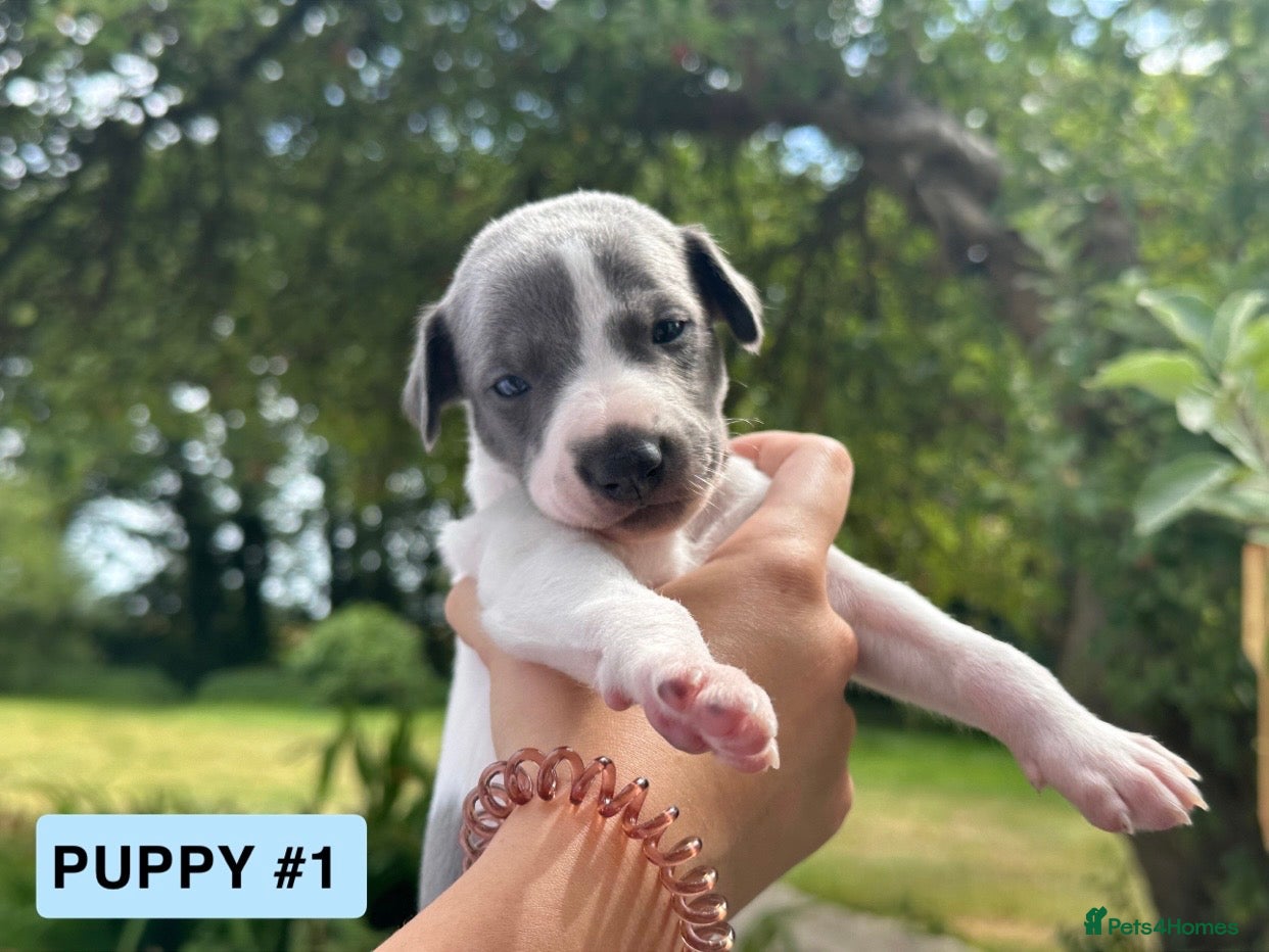 Whippet dogs 🐾 Beautiful Whippet Puppies Available 🐾 - Advert 2