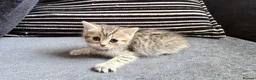 Persian cats for sale: PERSIAN CHINCHILLAS X - Advert 4