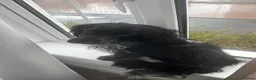 Cocker Spaniel dogs for sale: Bayley  - Advert 3
