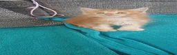 Maine Coon cats for sale: POLYDACTYL MAINE COONS!!! - Advert 8