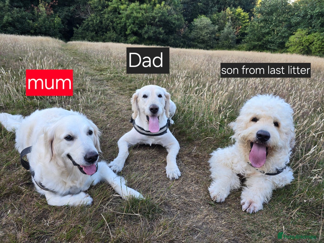 Goldendoodle dogs for sale: Goldendoodle retriever  - Image 13