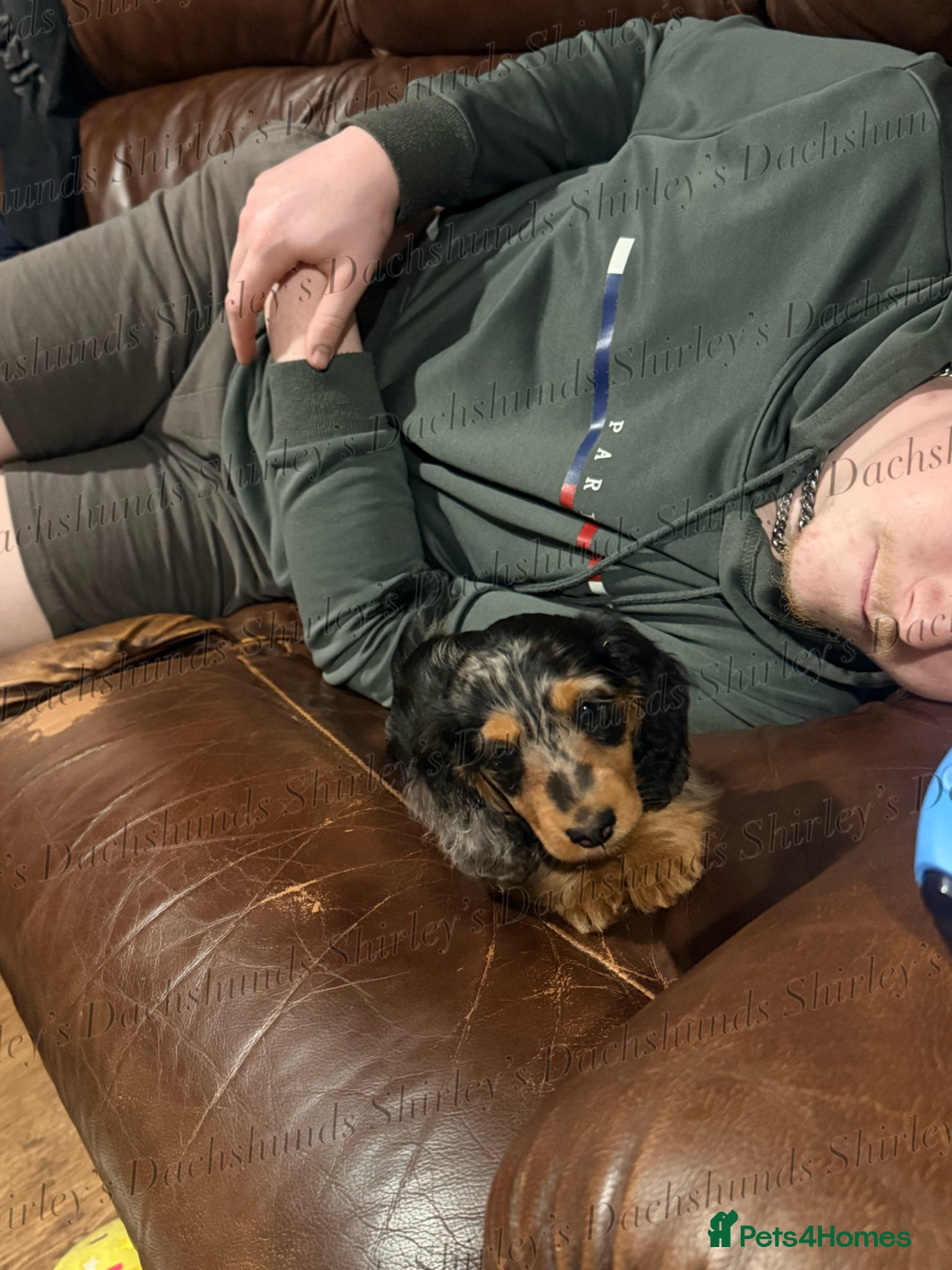 Miniature Dachshund dogs Ready to leave now. Silver Dapple Longhaired Minis - Advert 2