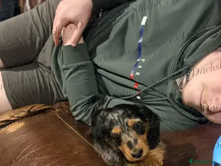 Miniature Dachshund dogs Ready to leave now. Silver Dapple Longhaired Minis - Advert 2