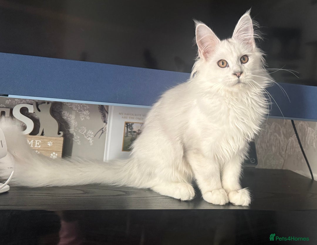 Maine Coon cats for sale: TICA Reg Blue Silver Shaded MaineCoon Kittens  - Advert 15