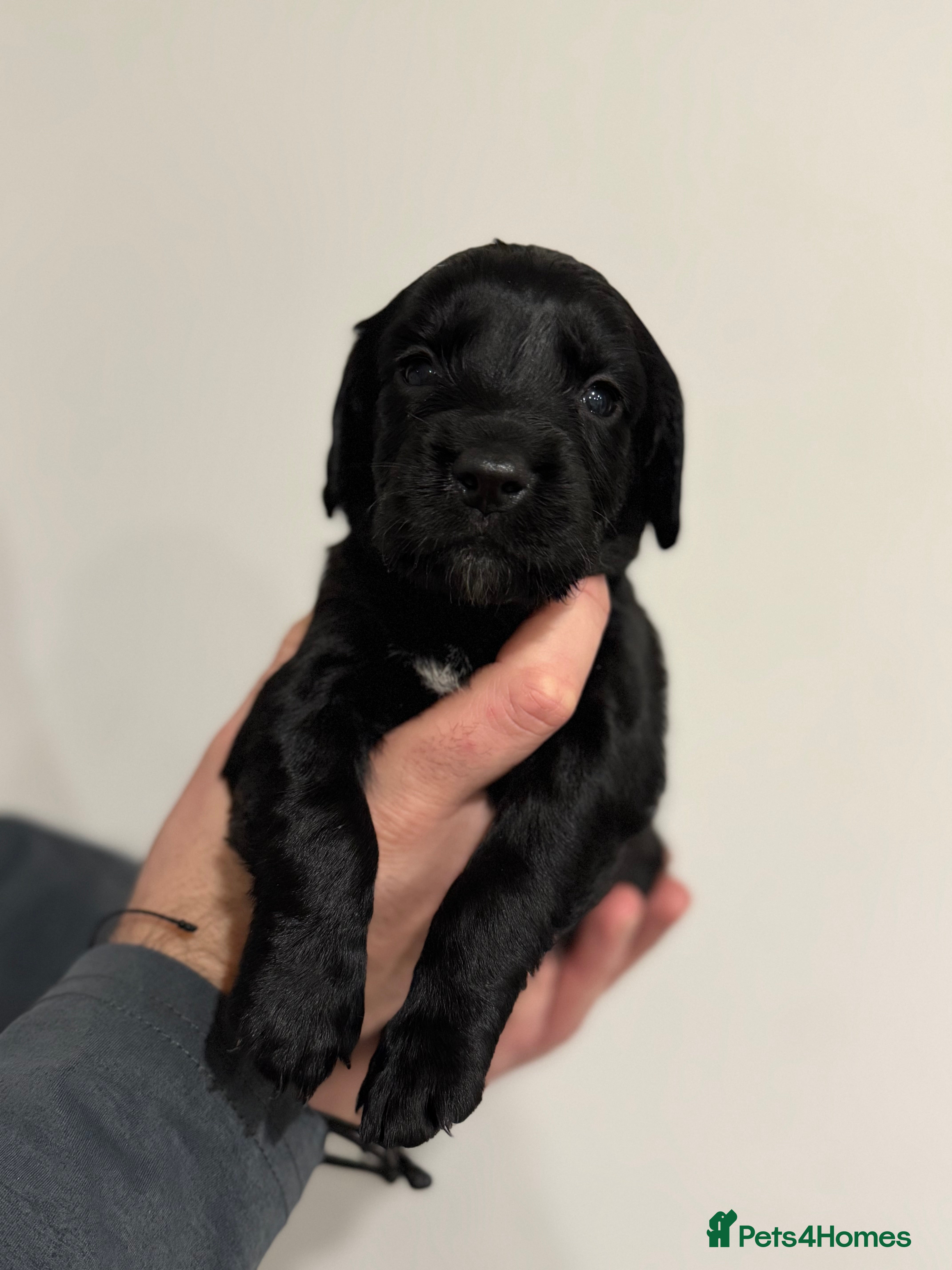 Sprocker dogs Stunning Sprocker pups 🐶💕 - Advert 7