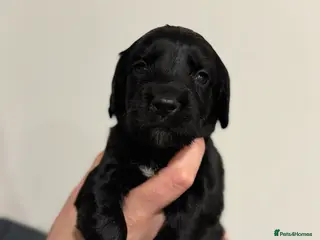 Sprocker dogs Stunning Sprocker pups 🐶💕 - Advert 7