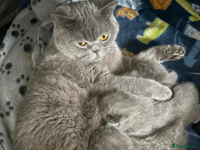 British Shorthair cats for sale: Beautiful fluffy British shorthair kittens - Advert 1