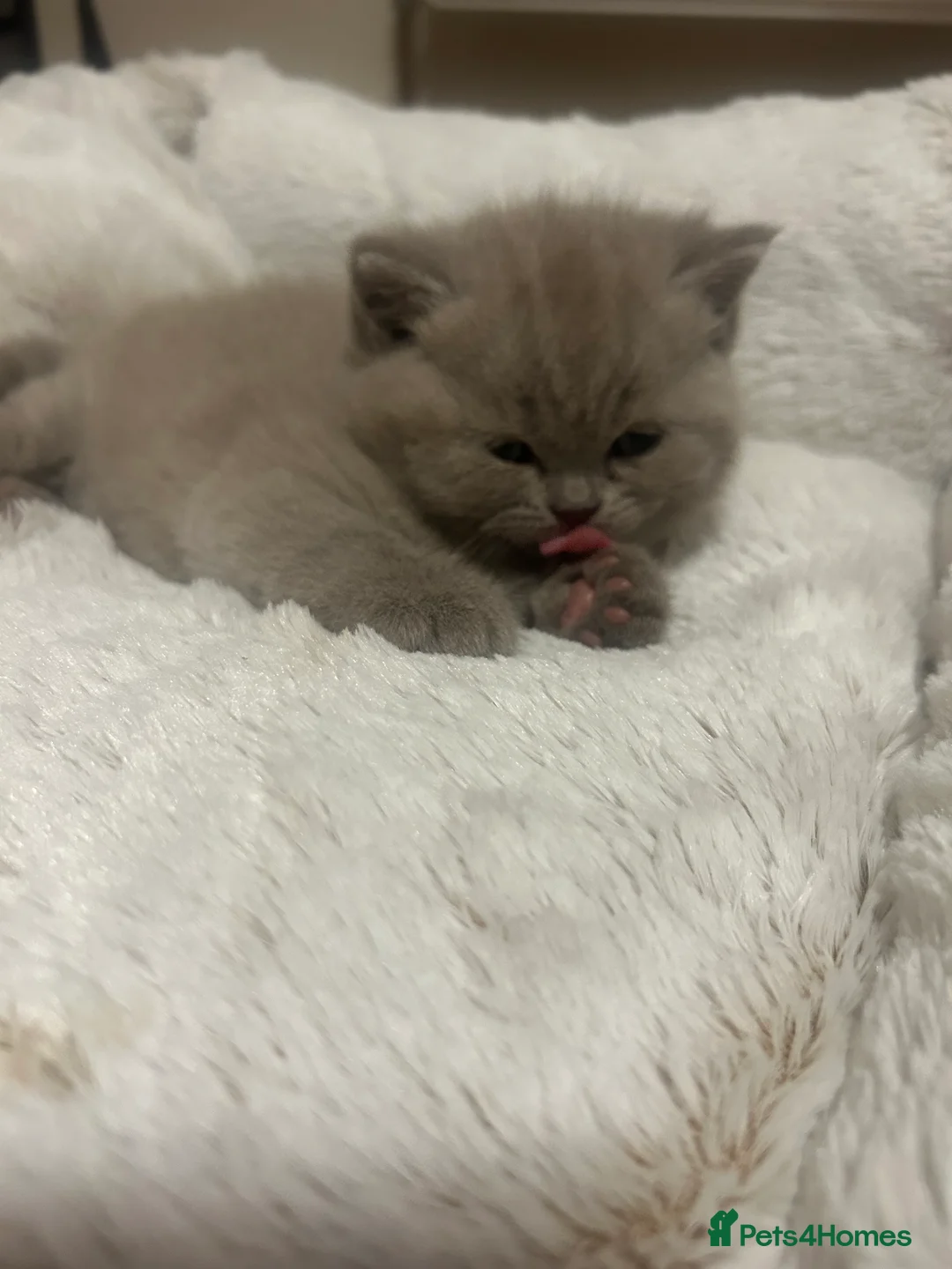 British Shorthair cats for sale: GCCF BRITISH SHORTHAIRS ALL RESERVED - Advert 3
