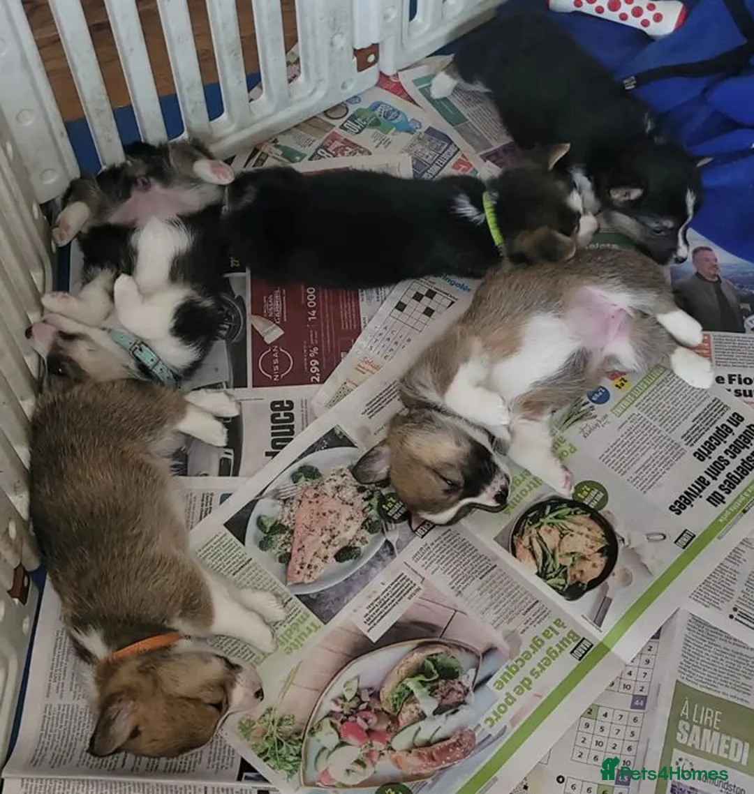 Welsh Corgi Pembroke dogs for sale: Forever Loved–Magnificent Pembroke Welsh Corgis in Nottingham - Advert 2