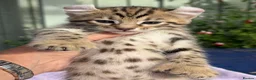 Keetso cats for sale: Stunning wild looking polydactyl curl ear keetsos  - Advert 28