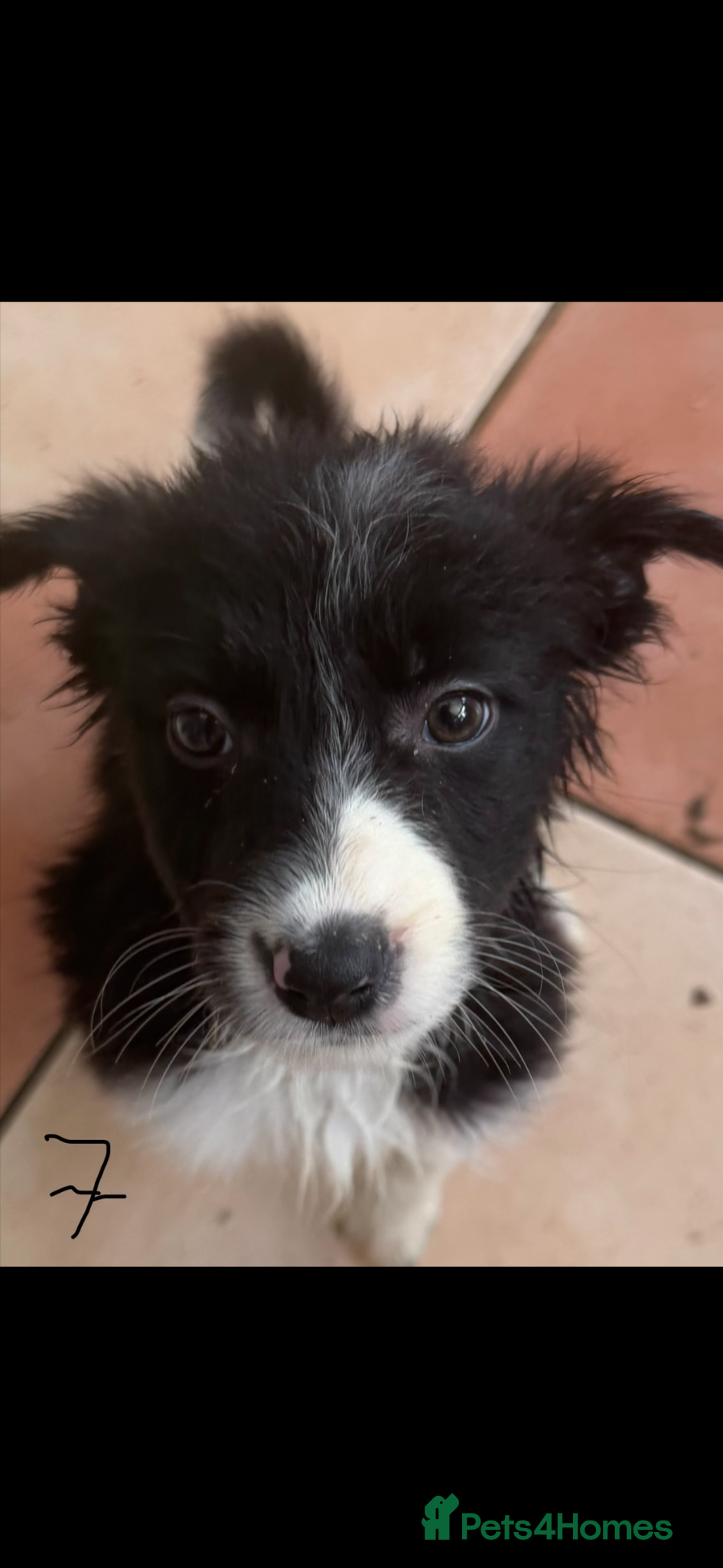 Border Collie dogs Pure breed Border collie puppies  - Advert 2