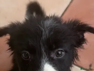 Border Collie dogs Pure breed Border collie puppies - Advert 2