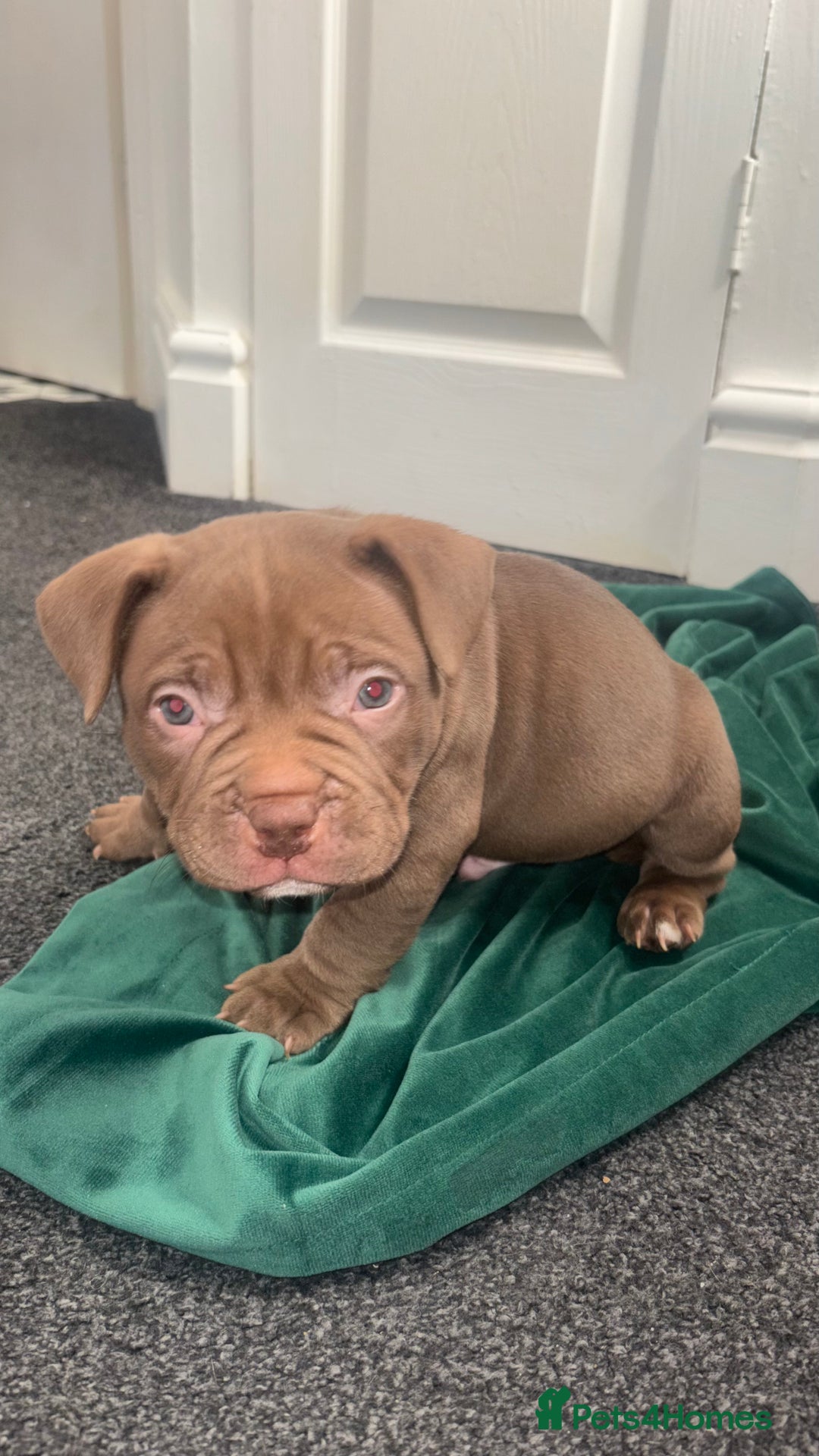 American Bully dogs for sale: Pocket bully pups ready too leave 11th dec - Advert 15