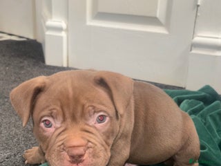American Bully dogs Pocket bully pups ready too leave 11th dec - Advert 6