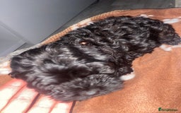Cockapoo dogs for sale: Gorgeous American cockapoos  - Image 18