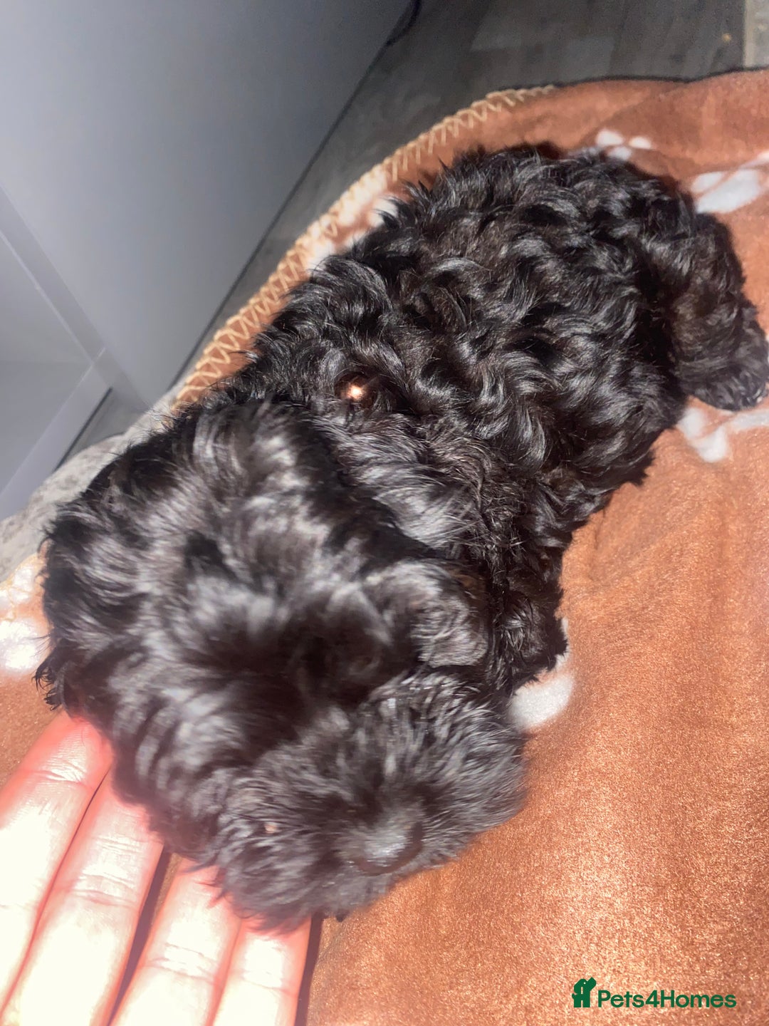 Cockapoo dogs for sale: Gorgeous American cockapoos  - Image 18