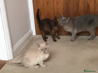Burmese cats Burmese kittens - Advert 1