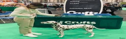 Dalmatian dogs for sale: Exceptional KC Liver Spotted Dalmatian Puppies in Worcester - Advert 27