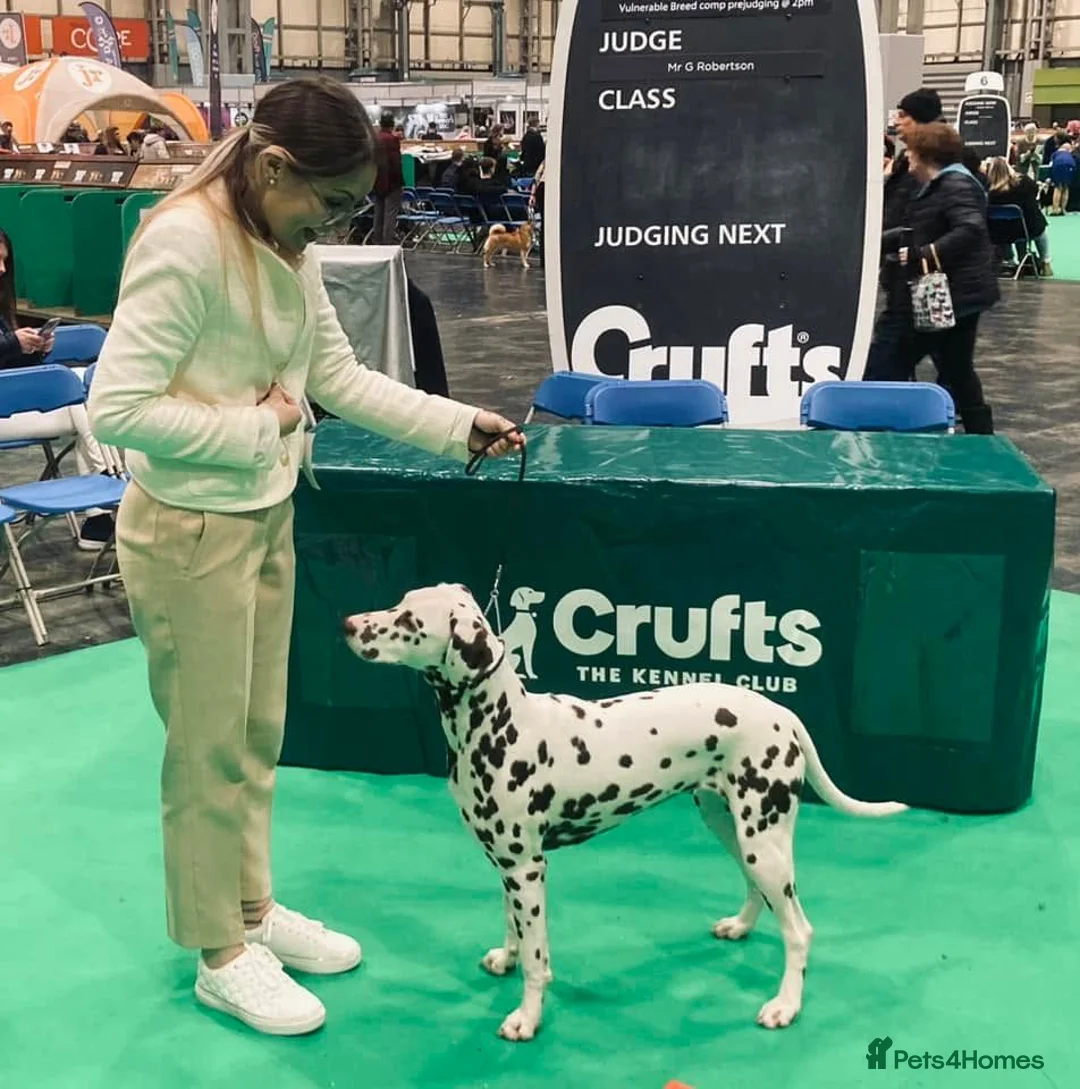Dalmatian dogs for sale: Exceptional KC Liver Spotted Dalmatian Puppies in Worcester - Advert 27
