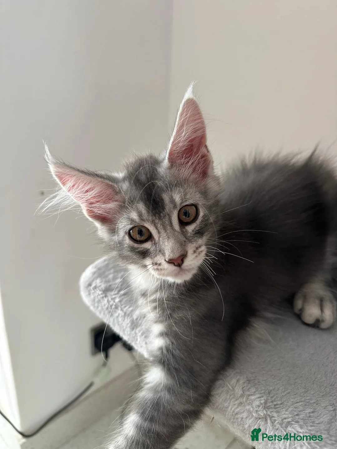 Maine Coon cats for sale: ✨ TICA Registered Maine Coon Boys ✨ - Advert 2