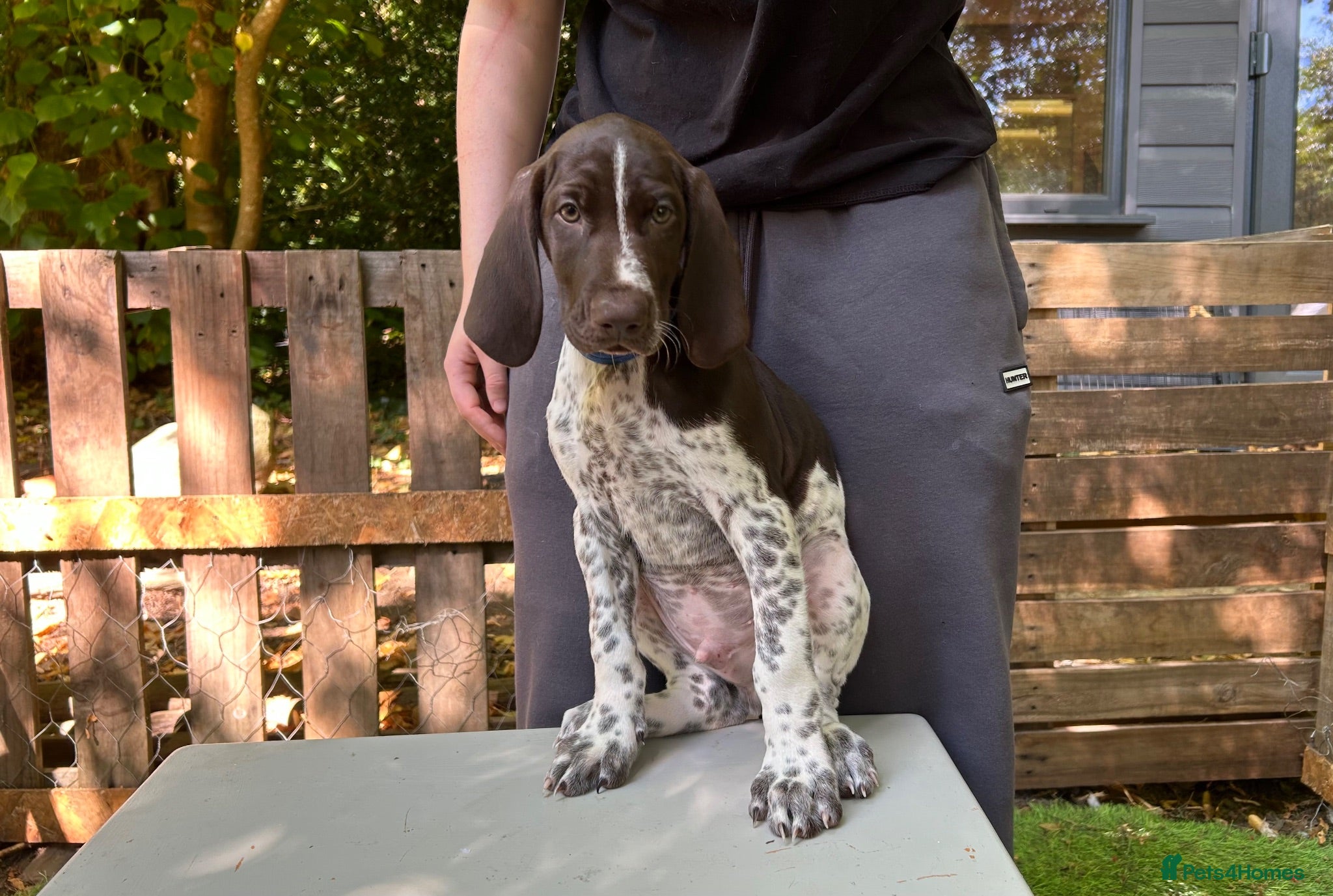 German Shorthaired Pointer dogs KC Ready to Leave (3 BOYS LEFT) GSP puppies  - Advert 2