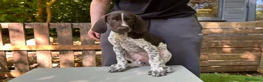 German Shorthaired Pointer 2