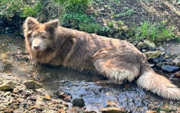 German Shepherd dogs for sale: German shepherd puppies health tested kc reg  in Honiton - Image 7