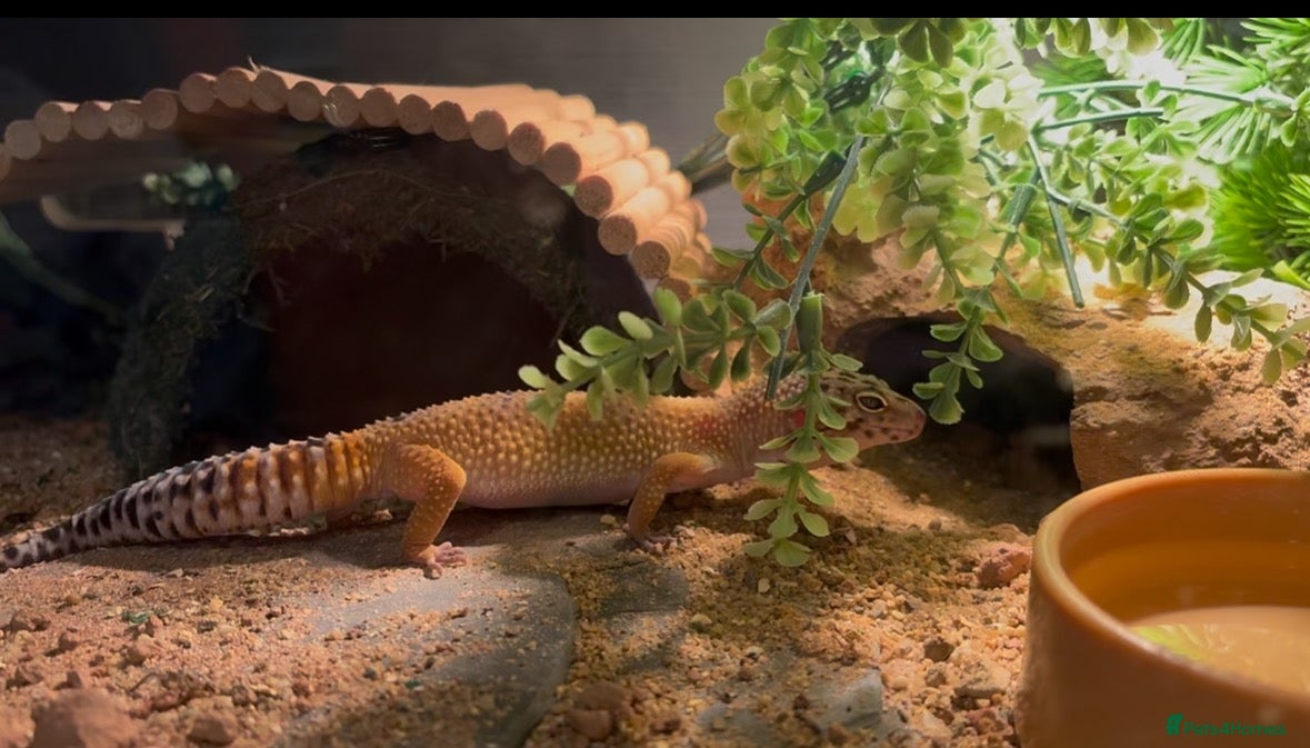 Leopard Gecko reptiles for sale: Beautiful Leopard Geko & Full set up - Advert 1