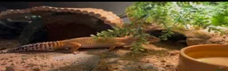 Leopard Gecko reptiles for sale: Beautiful Leopard Geko & Full set up - Advert 1