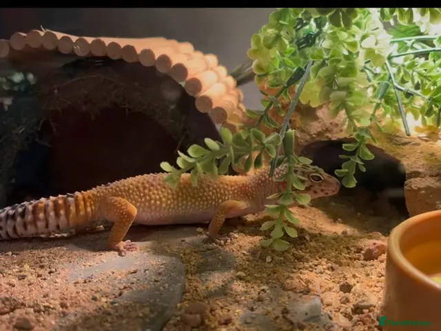 Leopard Gecko reptiles for sale: Beautiful Leopard Geko & Full set up - Advert 1