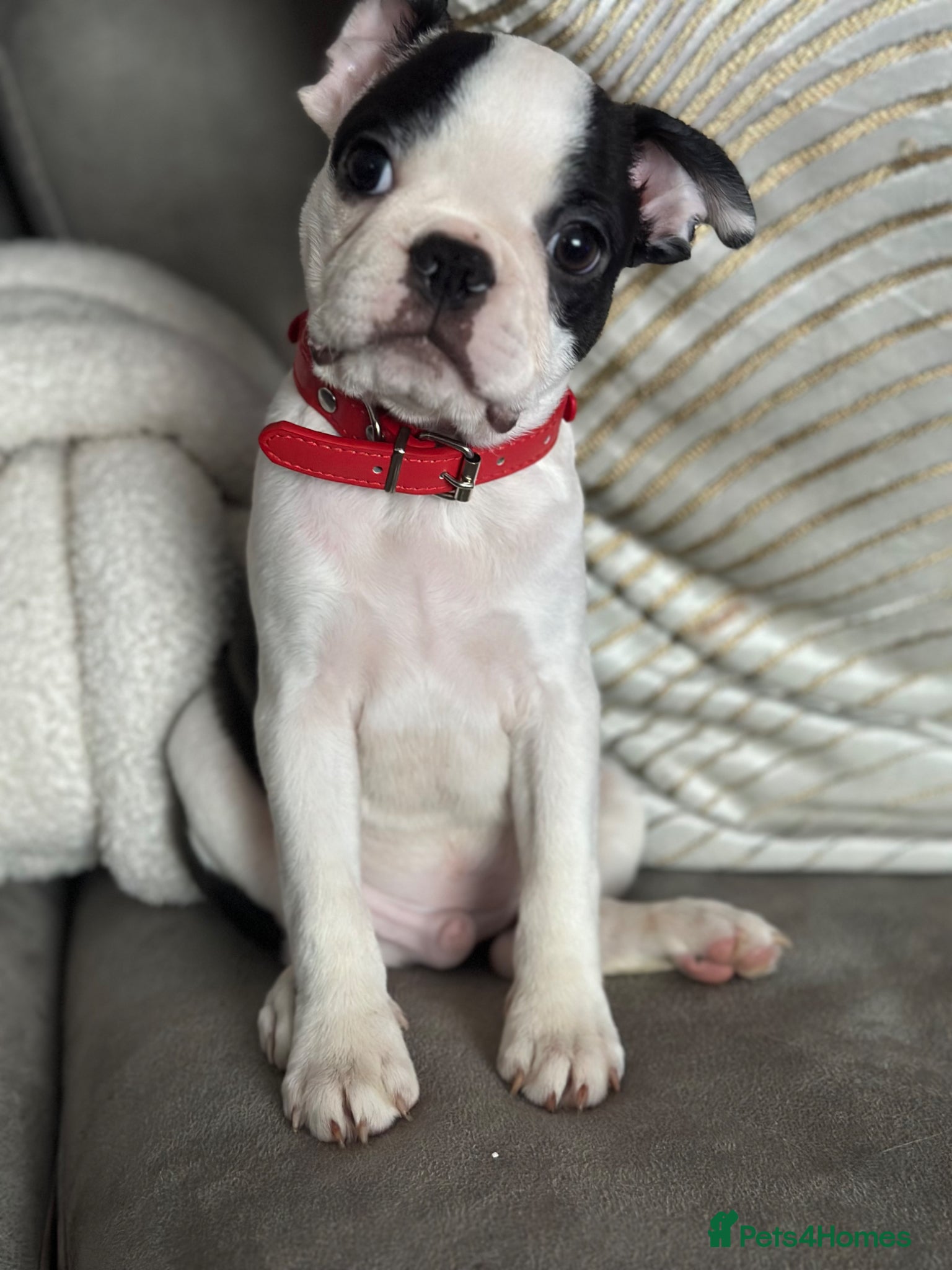Boston Terrier dogs Stunning Boston Terrier Pups⚡️ Reduced ⚡️ - Advert 2
