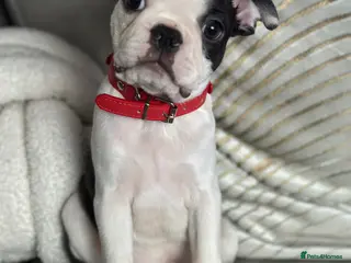 Boston Terrier dogs Stunning Boston Terrier Pups⚡️ Reduced ⚡️ - Advert 2