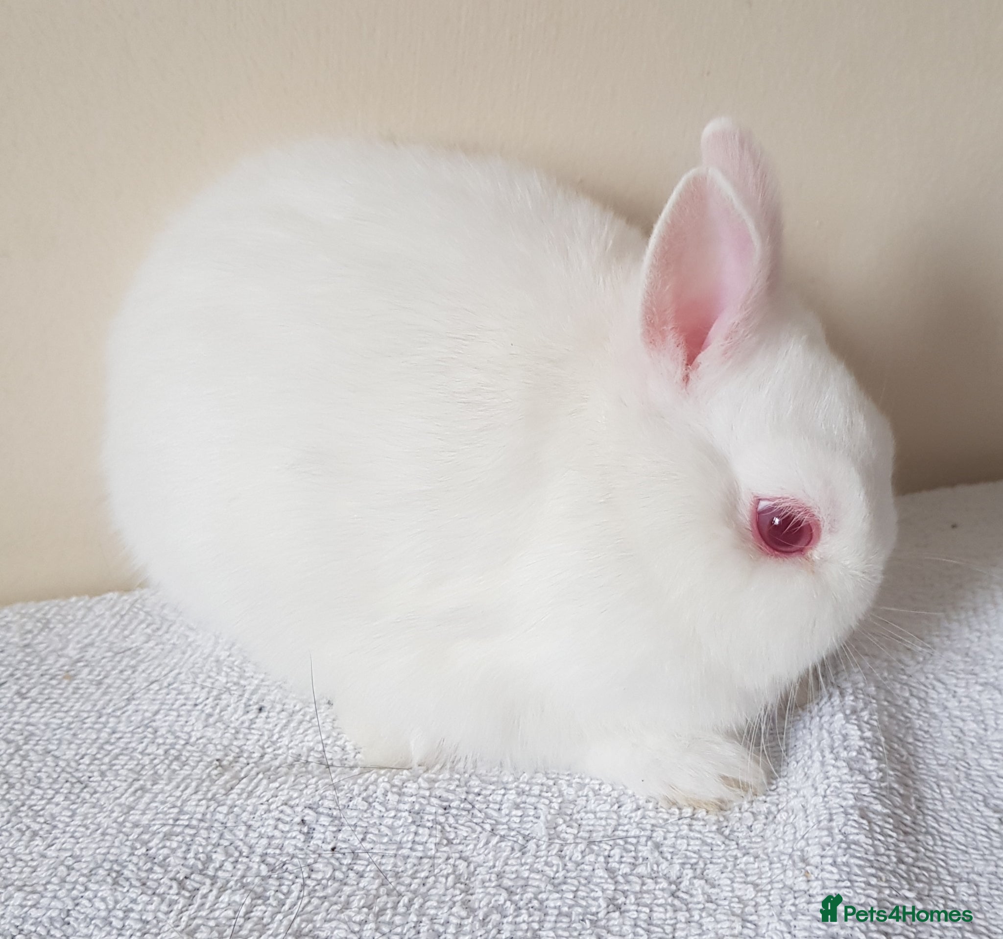 Netherland Dwarf rabbits Baby Netherland Dwarf Does - Advert 2
