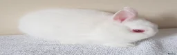 Netherland Dwarf rabbits for sale: Baby Netherland Dwarf Does - Advert 1