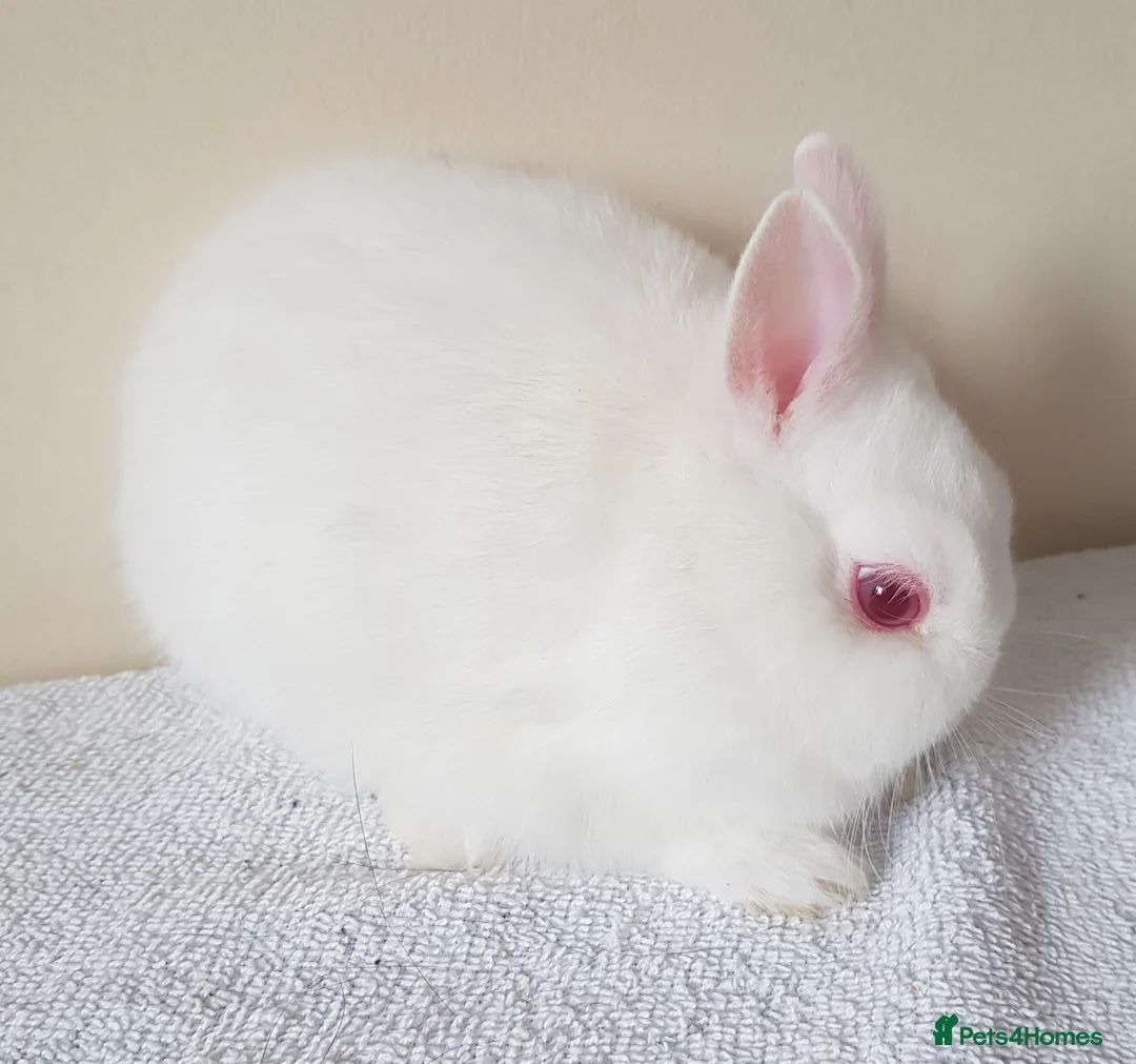 Netherland Dwarf rabbits for sale: Baby Netherland Dwarf Does - Advert 1