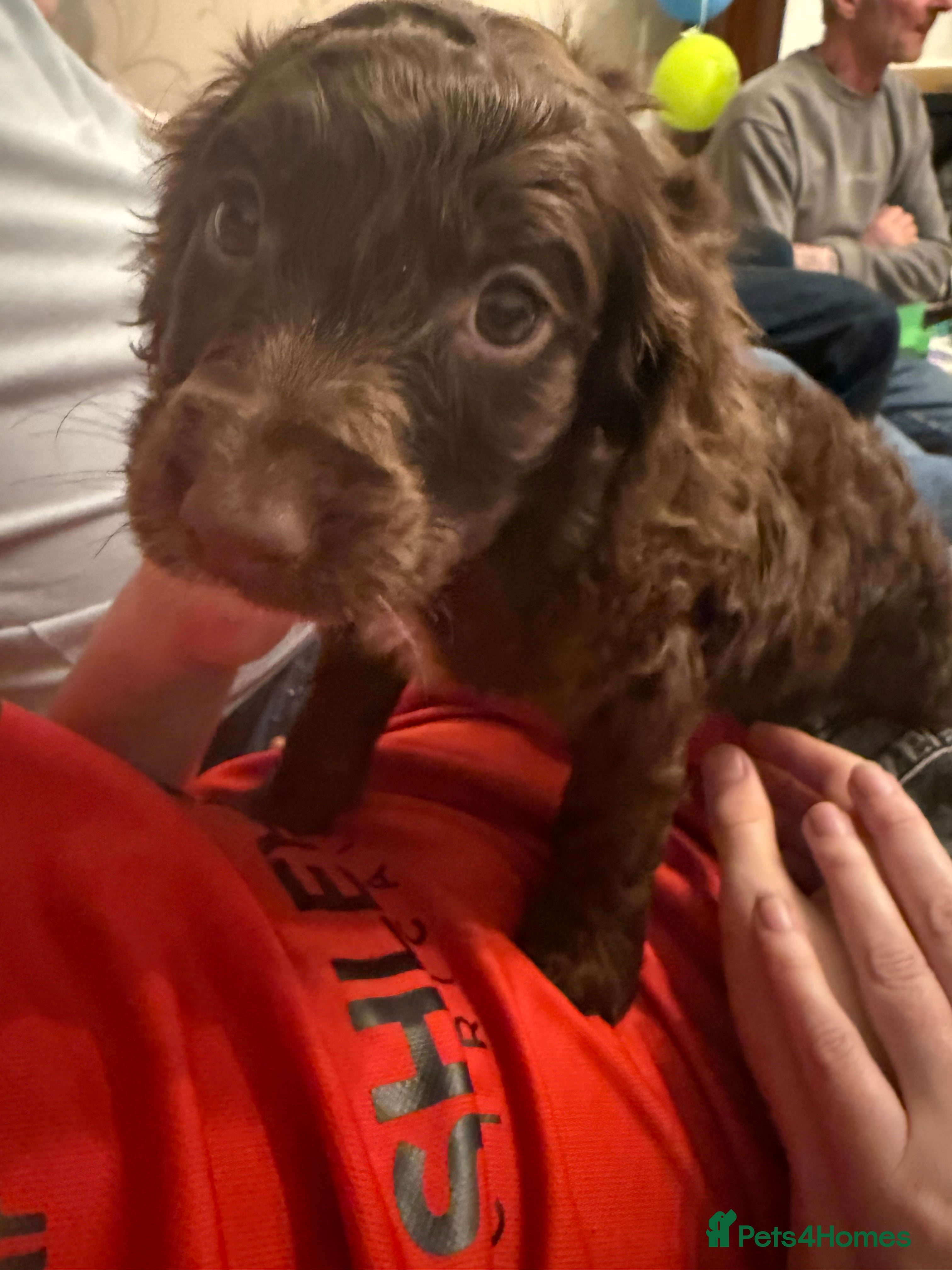 Cockapoo dogs Cockapoos - Advert 1