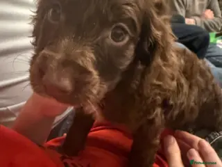 Cockapoo dogs Cockapoos - Advert 3