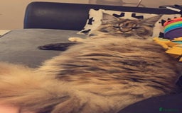Maine Coon cats for sale: 5yr old Female Maine coon - Image 1
