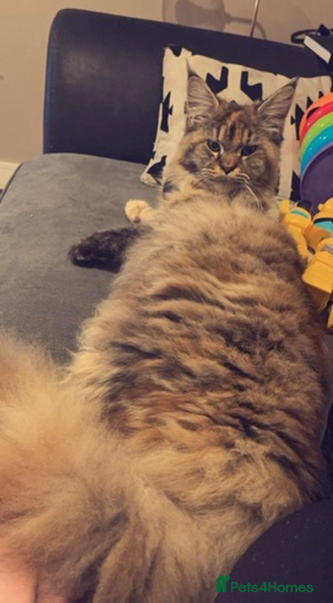 Maine Coon cats for sale: 5yr old Female Maine coon - Image 1